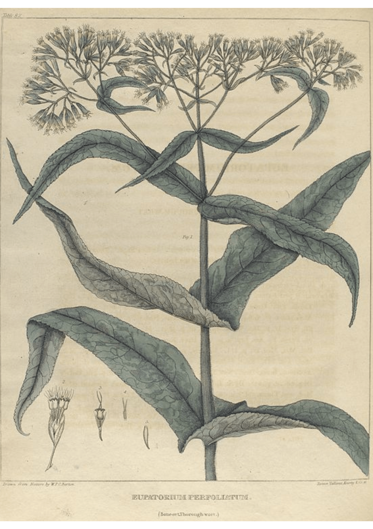 Blue Boneset: Botanical Monograph Worksheet - Education, Non-fiction, Herbs / Teas, Spiritual, Spiritual Herbs - ancestors, Education, folk herbalism, folk medicine, foraging, herbal, herbalism, indigenous wisdom, plant medicine, spiritual herbalism, traditional ecological knowledge