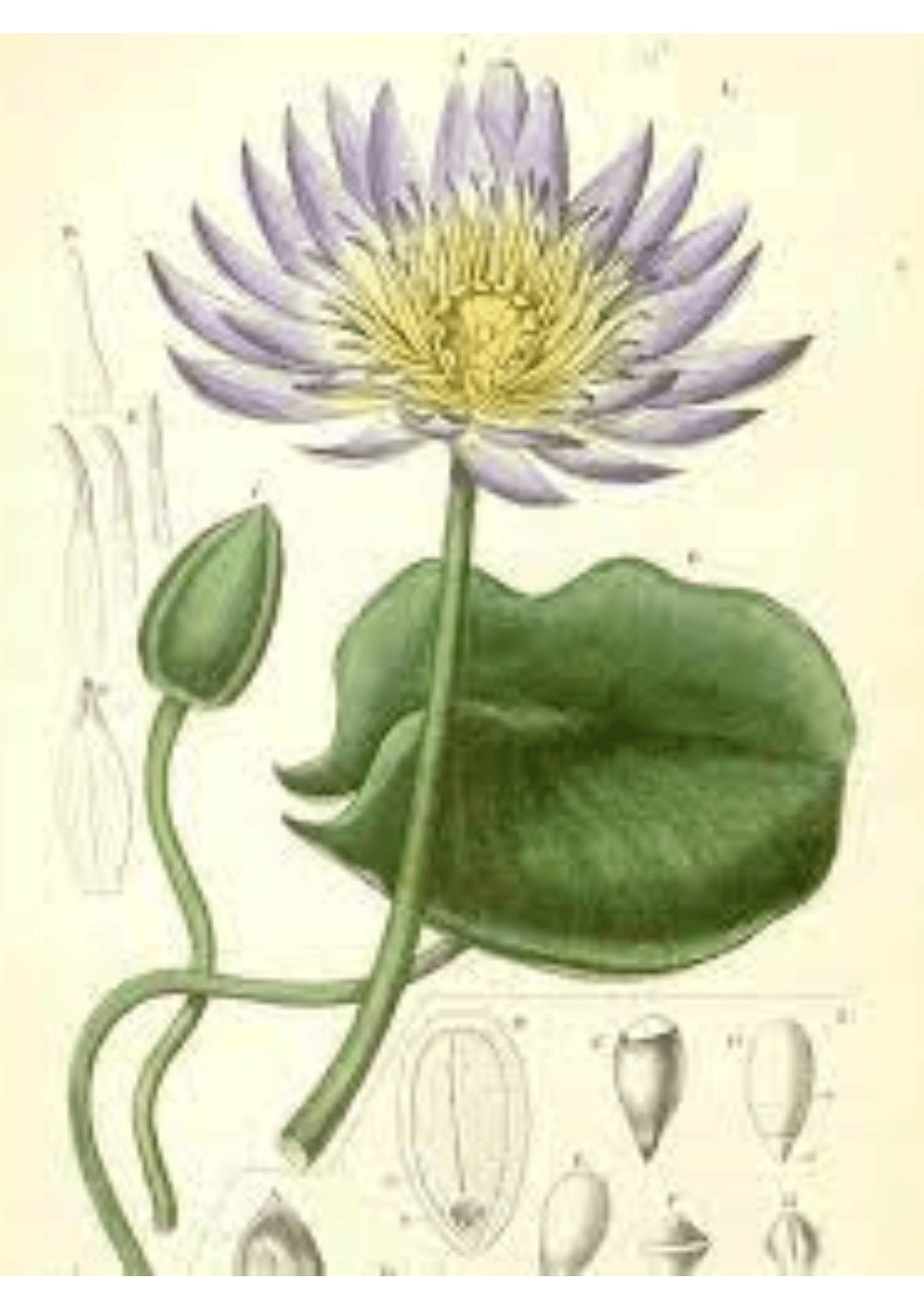 Blue Lotus: Botanical Monograph Worksheet - Education, Non-fiction, Herbs / Teas, Spiritual Herbs, Spiritual Readings - ancestors, Education, folk herbalism, folk medicine, foraging, herbal, herbalism, indigenous wisdom, plant medicine, spiritual herbalism, traditional ecological knowledge