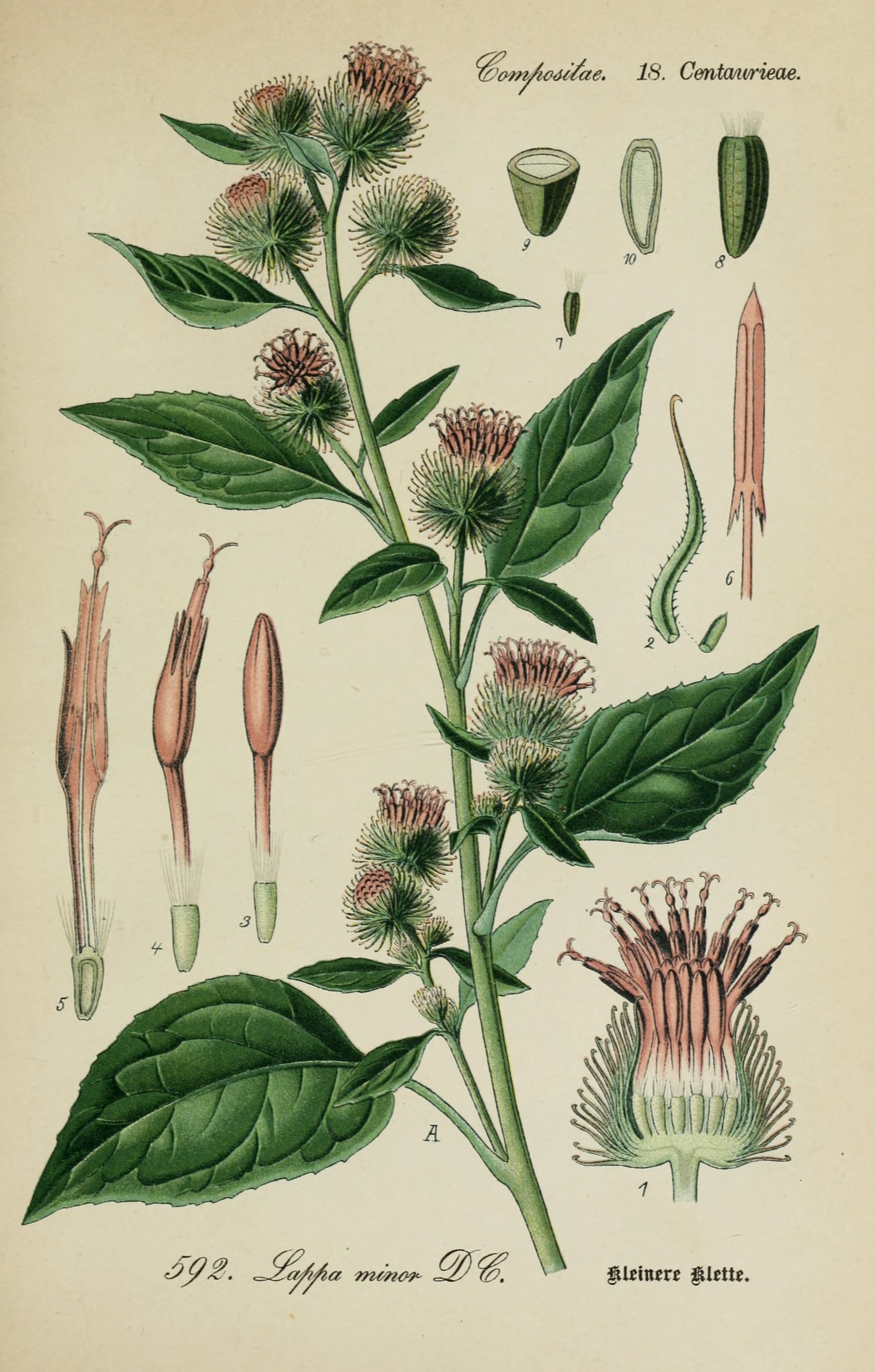 Burdock: Botanical Monograph Worksheet - Education, Non-fiction, Herbs / Teas, Spiritual Herbs - ancestors, Education, folk herbalism, folk medicine, foraging, herbal, herbalism, indigenous wisdom, plant medicine, spiritual herbalism, traditional ecological knowledge