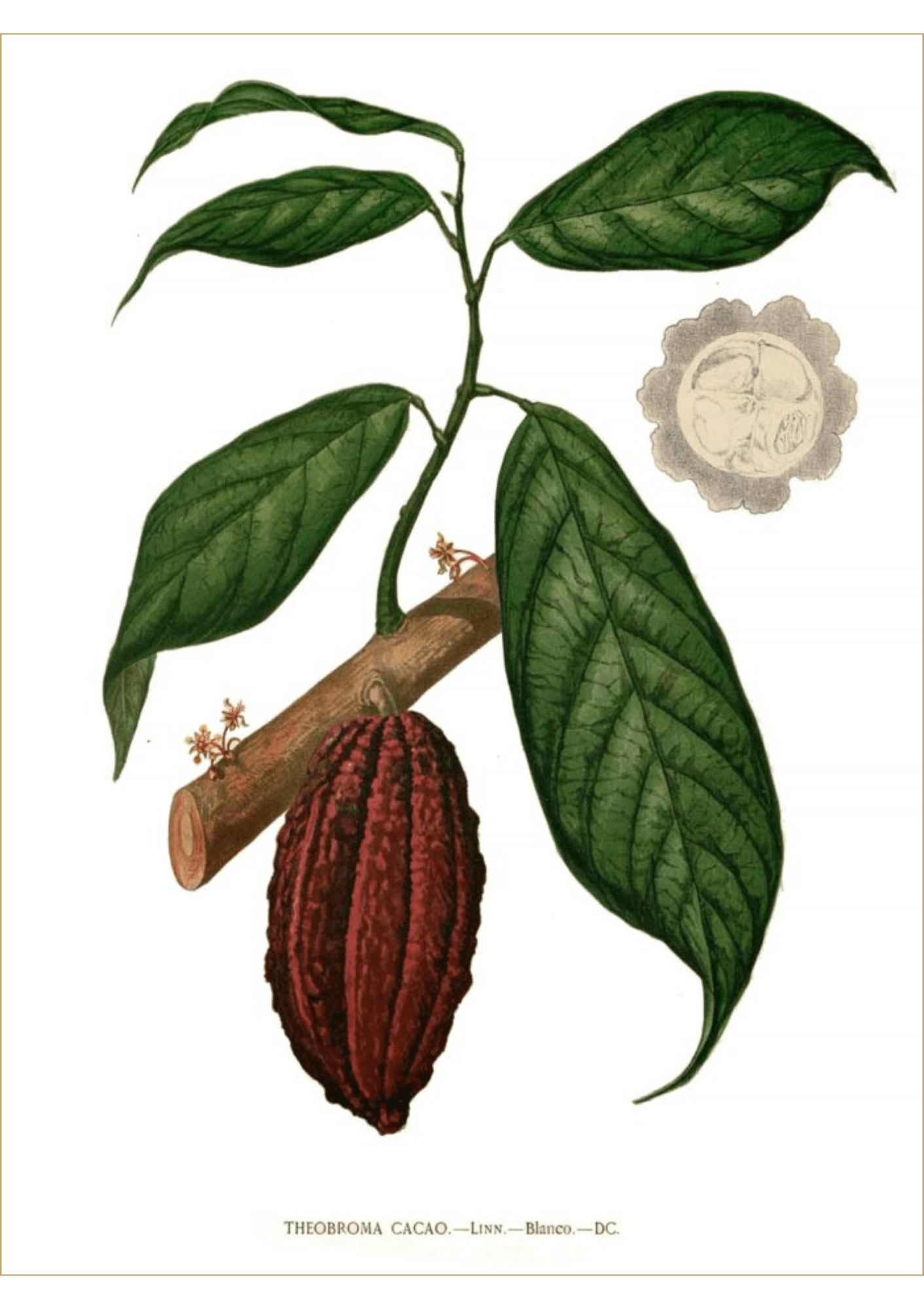Cacao: Botanical Monograph Worksheet - Education, Non-fiction, Herbs / Teas, Mental Health Education, Spiritual Herbs - ancestors, Education, folk herbalism, folk medicine, foraging, herbal, herbalism, indigenous wisdom, plant medicine, spiritual herbalism, traditional ecological knowledge