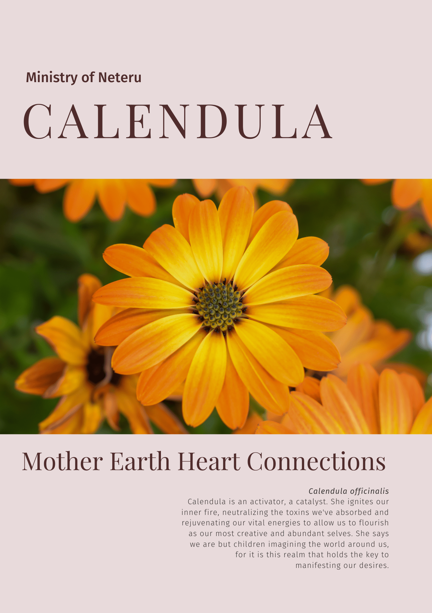 Calendula: Plant Connection Booklet (digital) - Youth Education, Education, Books, All Books, Non-fiction, Herbs / Teas, Mental Health Education, Spiritual Herbs - ancestors, Education, folk herbalism, folk medicine, foraging, herbal, herbalism, indigenous wisdom, plant medicine, spiritual herbalism, traditional ecological knowledge