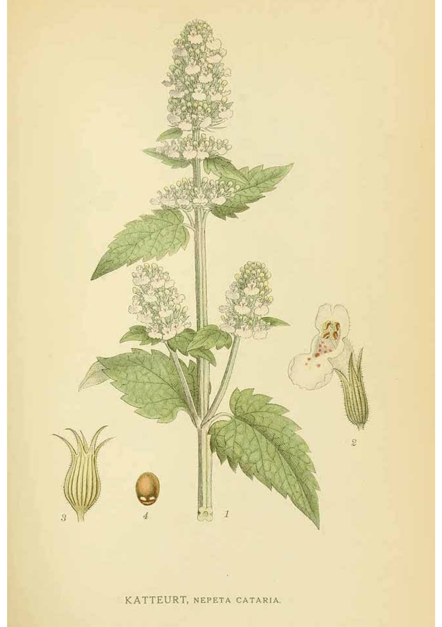 Catmint: Botanical Monograph Worksheet - Education, Books, Non-fiction, Herbs / Teas, Spiritual Herbs - ancestors, Education, folk herbalism, folk medicine, foraging, herbal, herbalism, indigenous wisdom, plant medicine, spiritual herbalism, traditional ecological knowledge