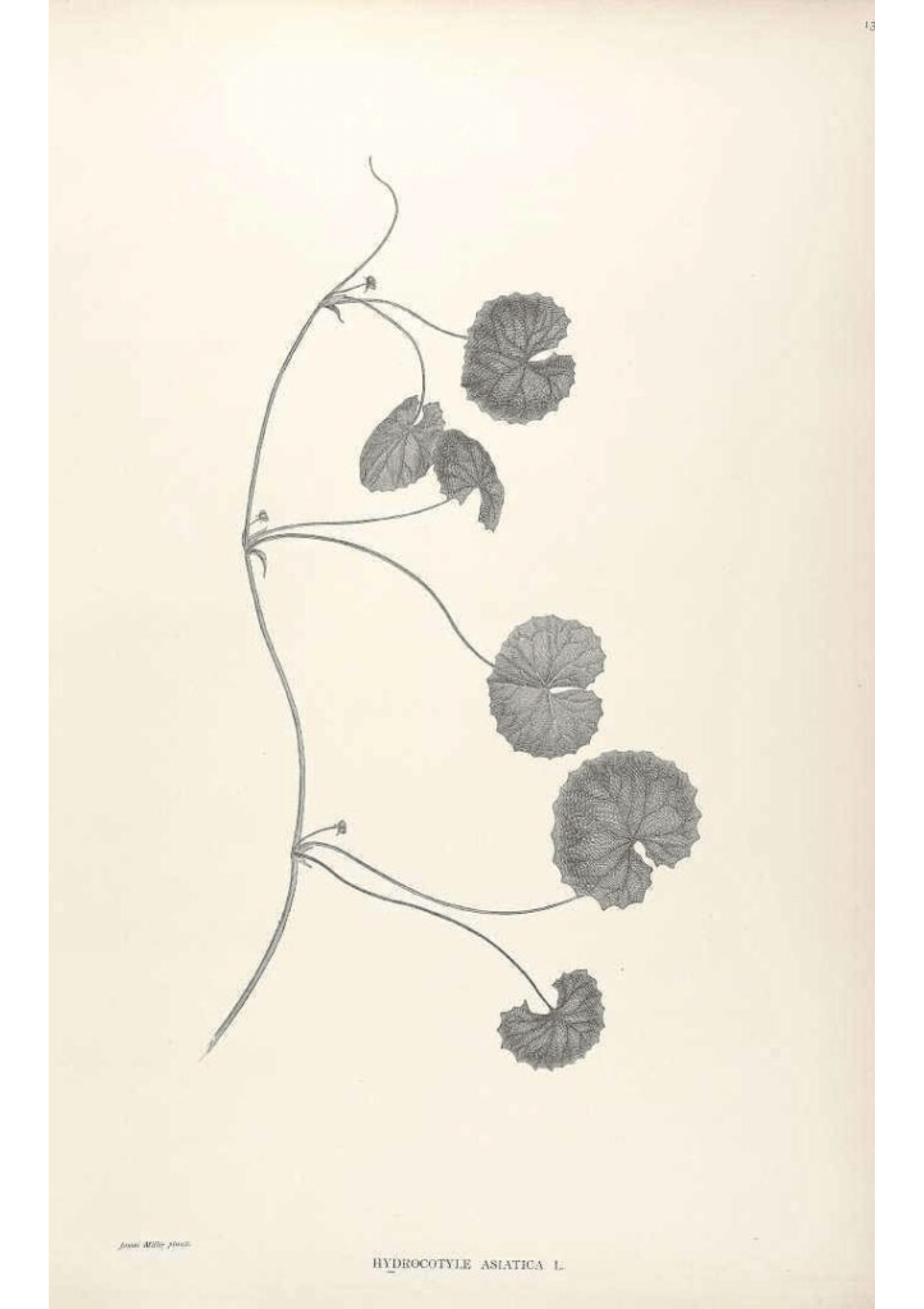 Gotu Kola: Botanical Monograph Worksheet
