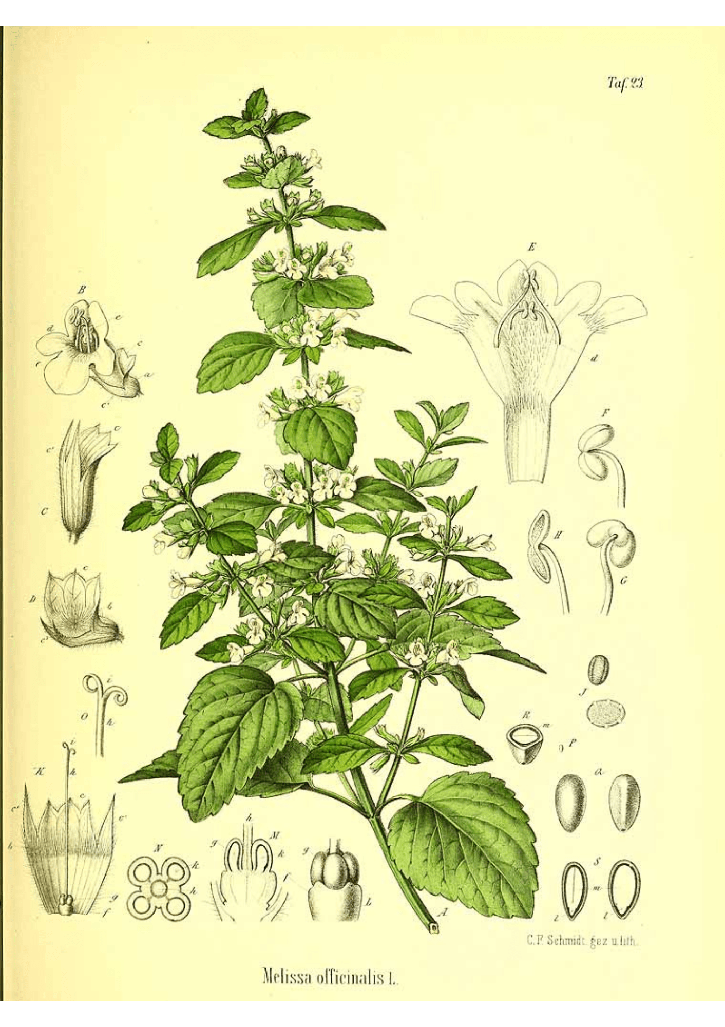 Lemon Balm: Botanical Monograph Worksheet