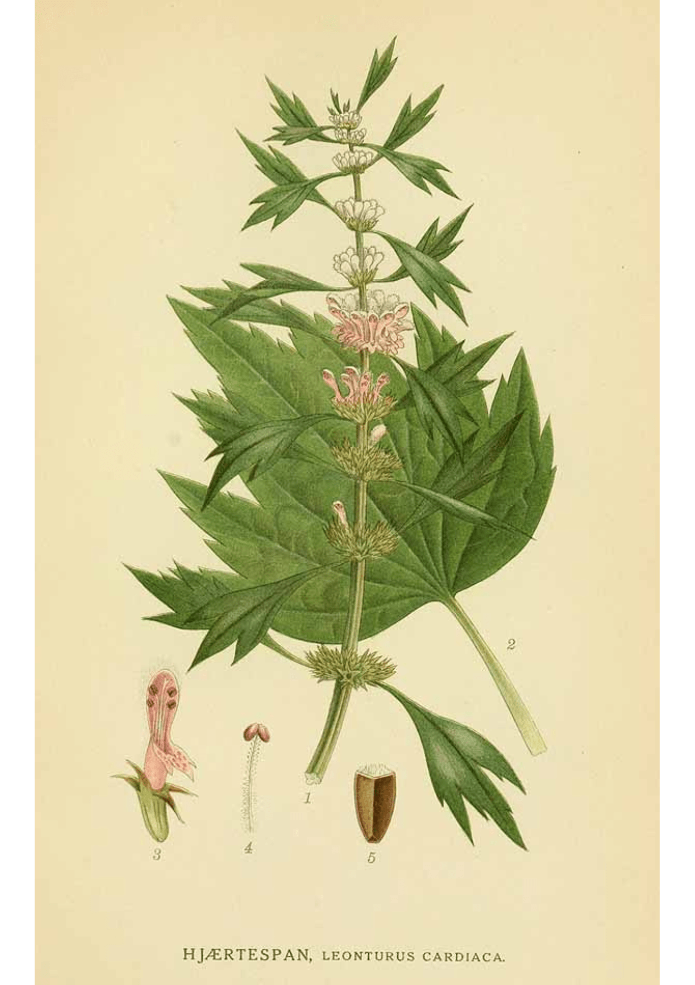 Motherwort: Botanical Monograph Worksheet - Education, Non-fiction - ancestors, Education, folk herbalism, folk medicine, foraging, herbal, herbalism, indigenous wisdom, plant medicine, spiritual herbalism, traditional ecological knowledge