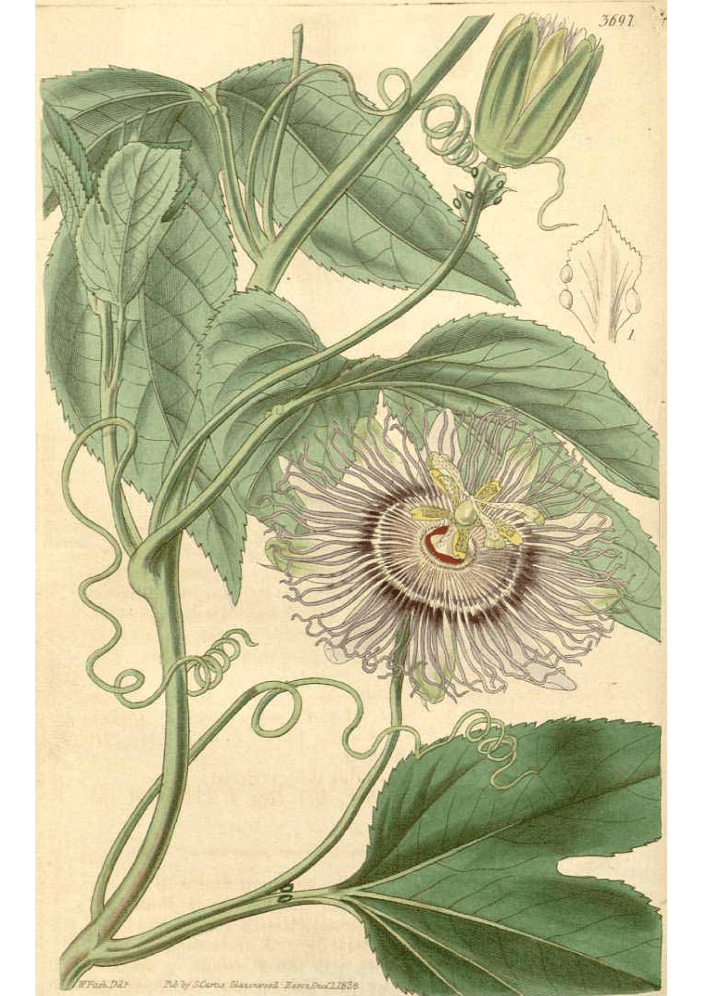 Passionflower: Botanical Monograph Worksheet - Education, Non-fiction - ancestors, Education, folk herbalism, folk medicine, foraging, herbal, herbalism, indigenous wisdom, plant medicine, spiritual herbalism, traditional ecological knowledge