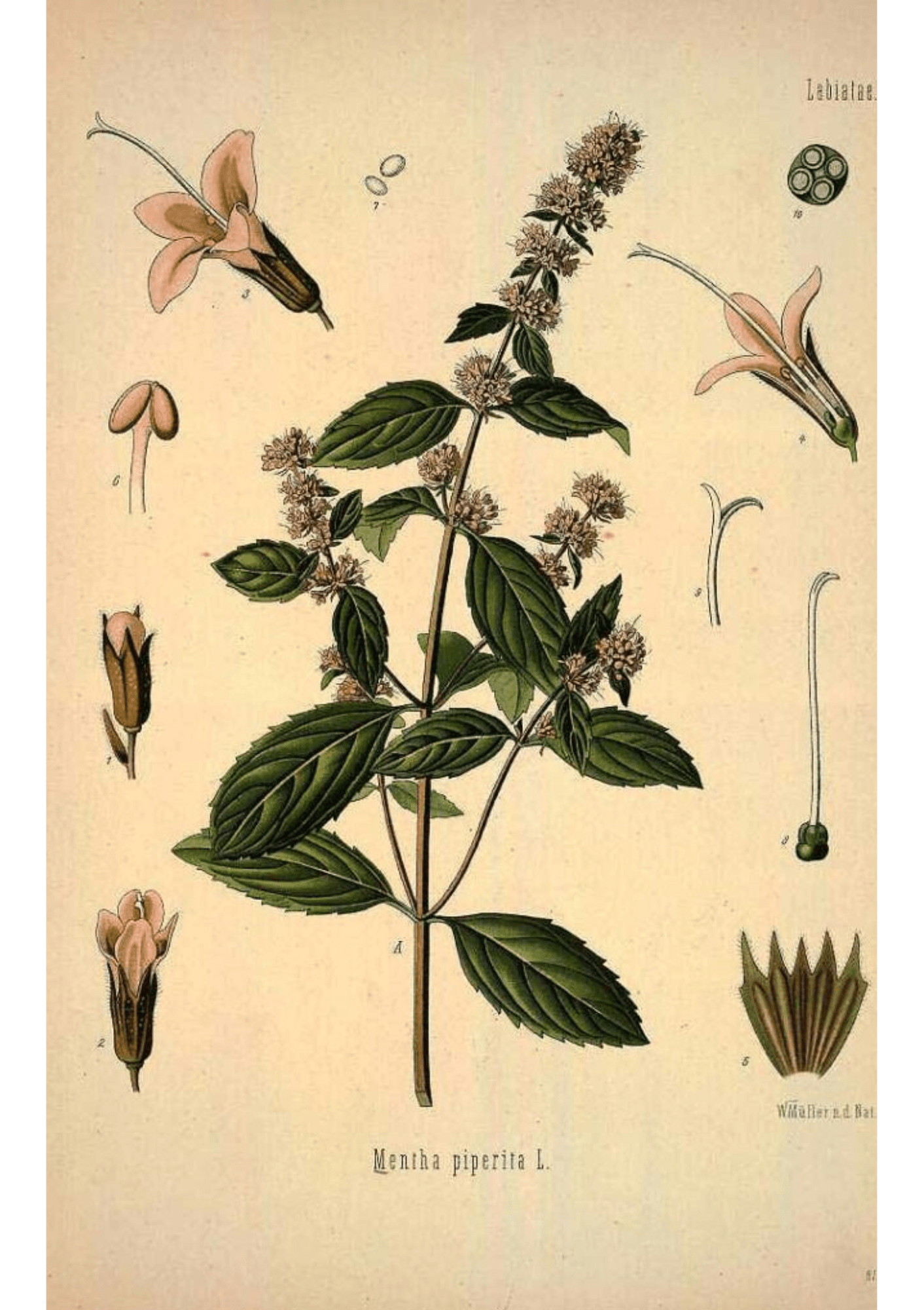 Peppermint: Botanical Monograph Worksheet - Education, Non-fiction - ancestors, Education, folk herbalism, folk medicine, foraging, herbal, herbalism, indigenous wisdom, plant medicine, spiritual herbalism, traditional ecological knowledge