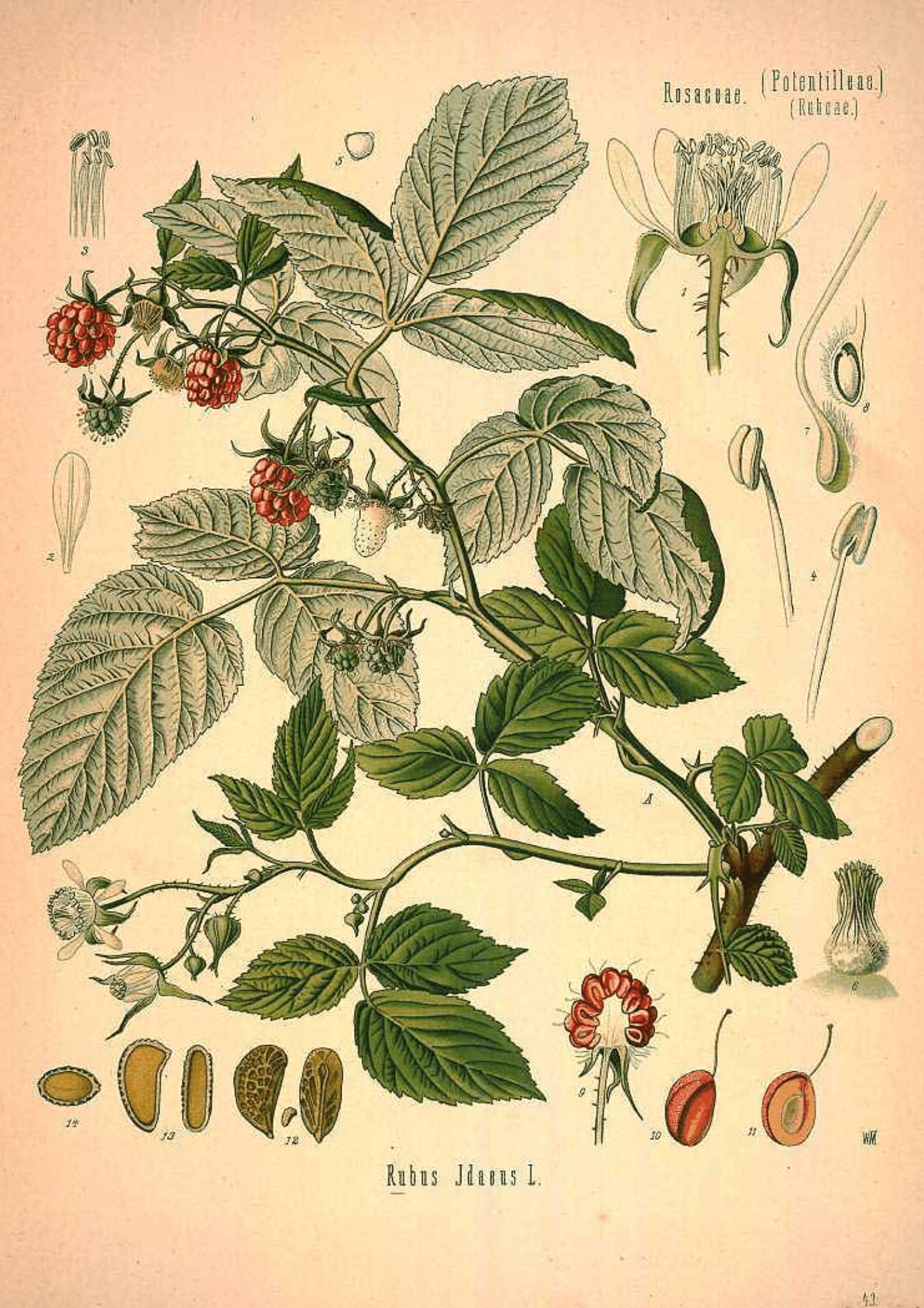 Red Raspberry: Botanical Monograph Worksheet - Youth Education, Education, All Books, Non-fiction, Mental Health Education - ancestors, Education, folk herbalism, folk medicine, foraging, herbal, herbalism, indigenous wisdom, plant medicine, spiritual herbalism, traditional ecological knowledge