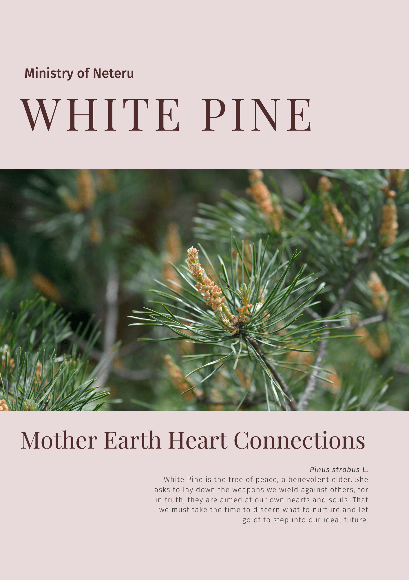 White Pine: Plant Connection Booklet (digital) - Youth Education, Education, All Books, Non-fiction, Mental Health Education - ancestors, Education, folk herbalism, folk medicine, foraging, herbal, herbalism, indigenous wisdom, plant medicine, spiritual herbalism, traditional ecological knowledge