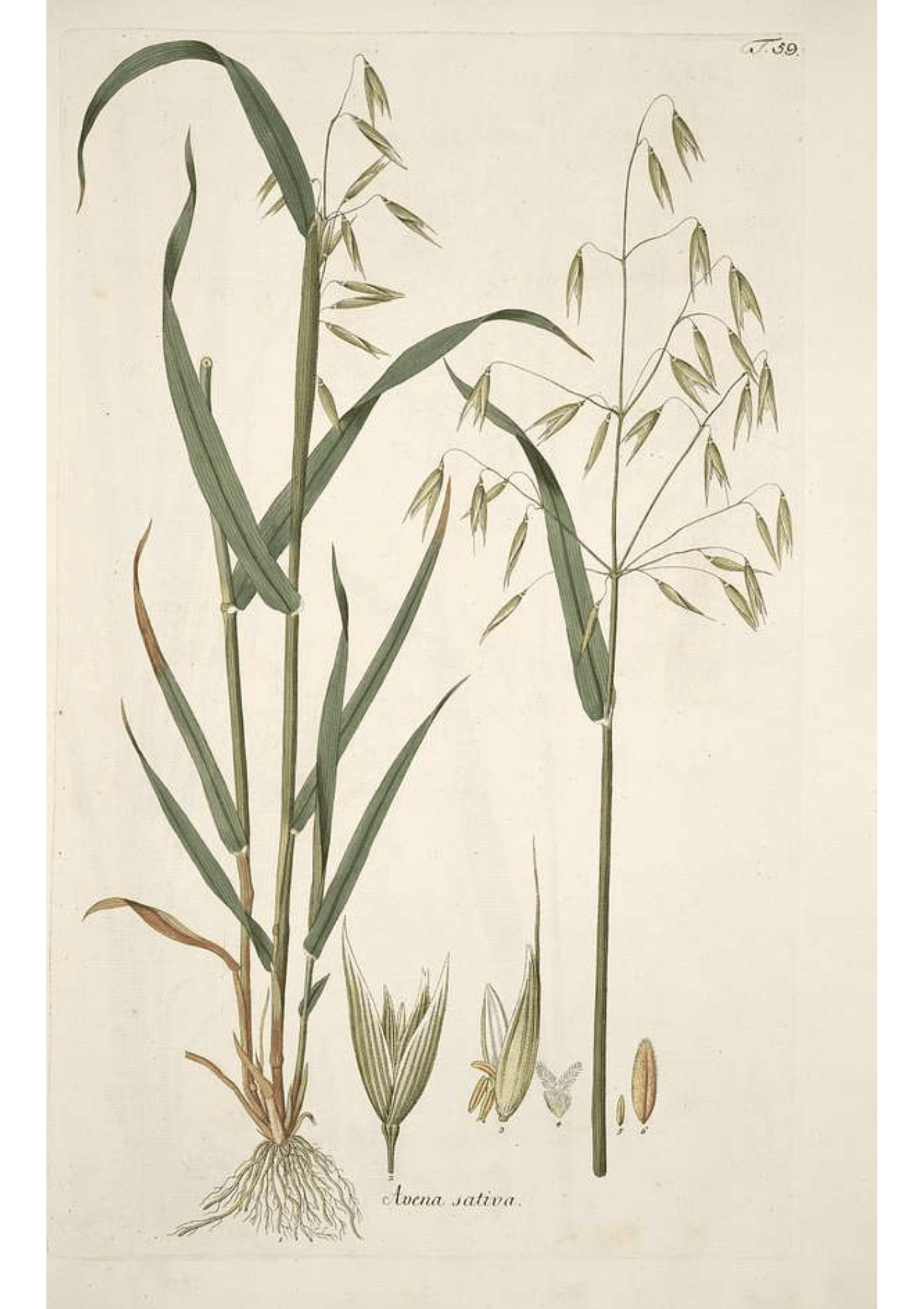 Wild Oat: Botanical Monograph Worksheet - Youth Education, Education, All Books, Non-fiction, Mental Health Education - ancestors, Education, folk herbalism, folk medicine, foraging, herbal, herbalism, indigenous wisdom, plant medicine, spiritual herbalism, traditional ecological knowledge