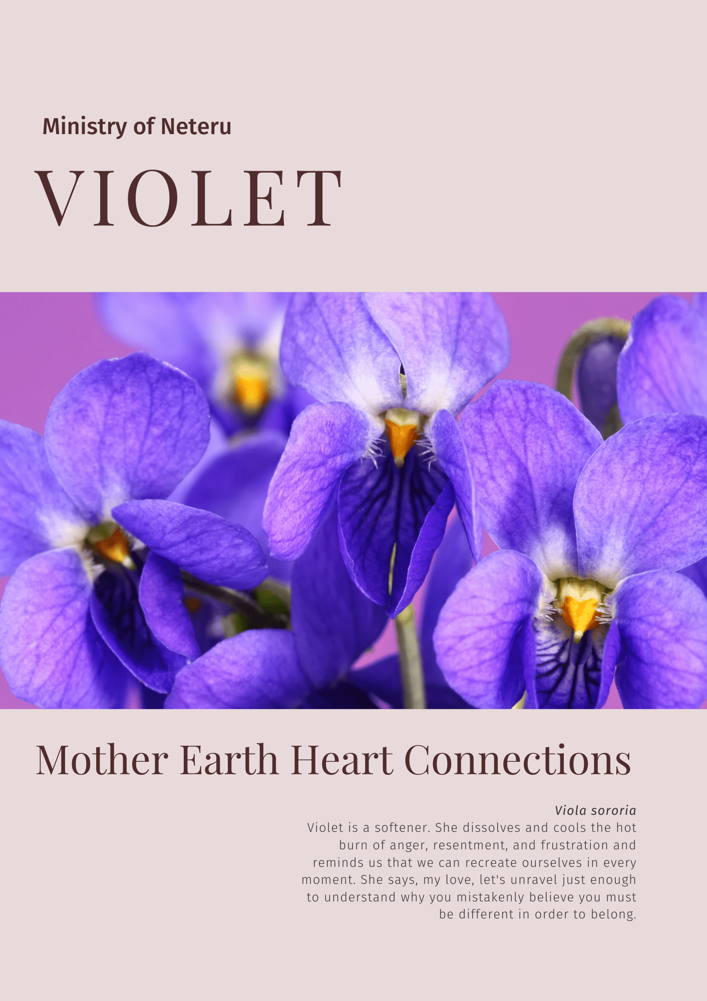 Wild Violet: Plant Connection Booklet (digital) - Education, All Books, Non-fiction - ancestors, Education, folk herbalism, folk medicine, foraging, herbal, herbalism, indigenous wisdom, plant medicine, spiritual herbalism, traditional ecological knowledge