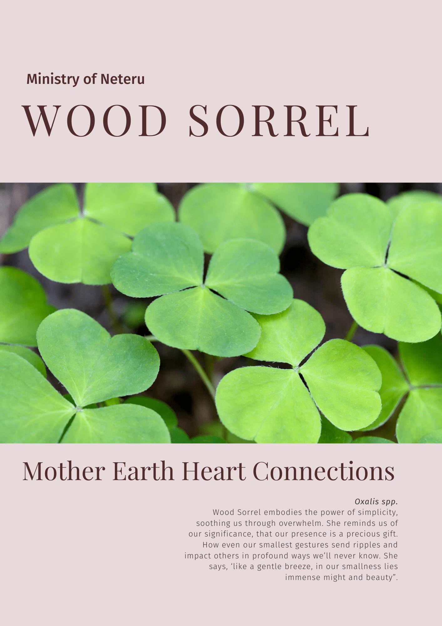Wood Sorrel: Plant Connection Booklet (digital) - Youth Education, Education, Non-fiction, Mental Health Education - ancestors, Education, folk herbalism, folk medicine, foraging, herbal, herbalism, indigenous wisdom, plant medicine, spiritual herbalism, traditional ecological knowledge