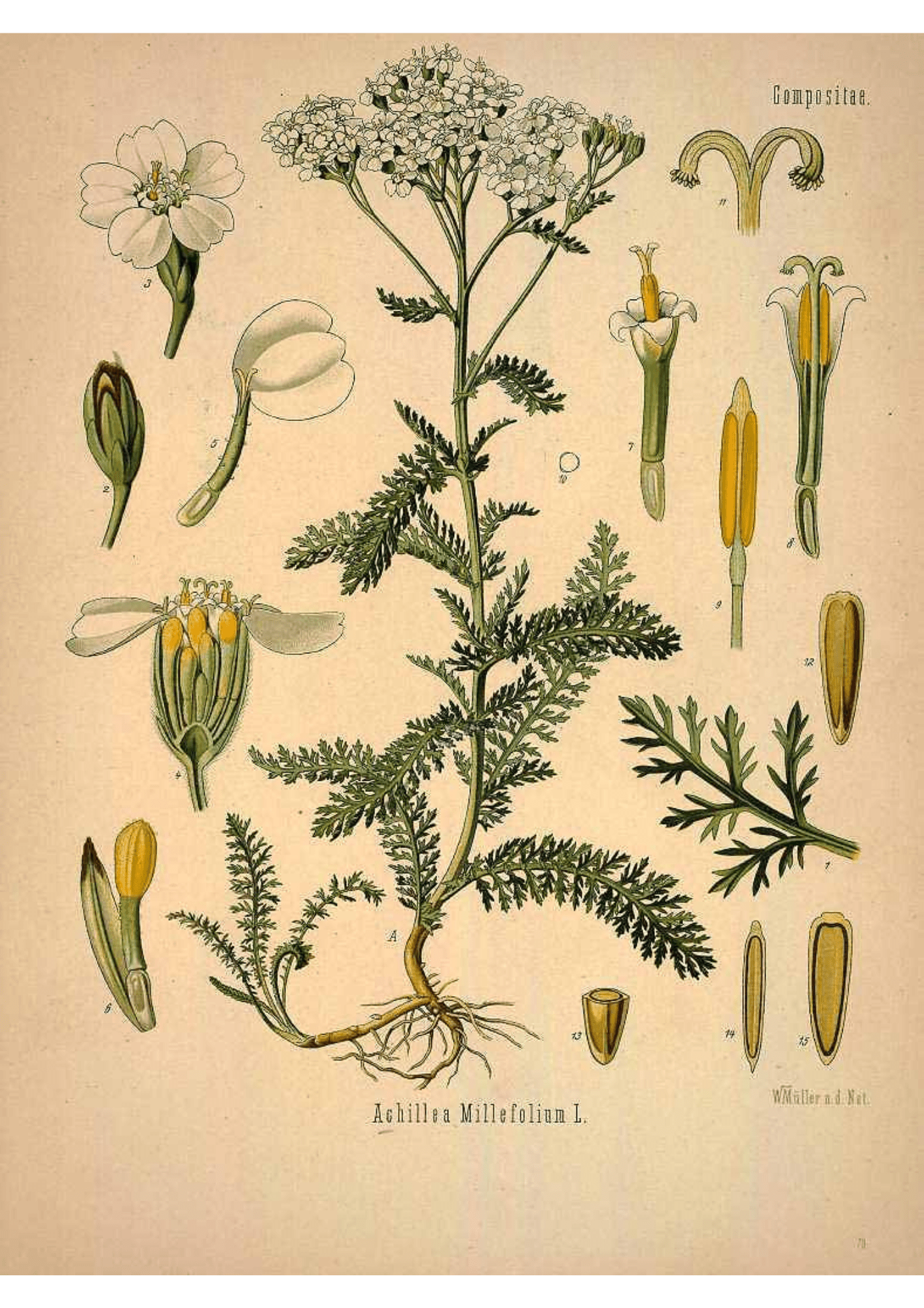 Yarrow: Botanical Monograph Worksheet - Youth Education, Education, Non-fiction, Mental Health Education - ancestors, Education, folk herbalism, folk medicine, foraging, herbal, herbalism, indigenous wisdom, plant medicine, spiritual herbalism, traditional ecological knowledge